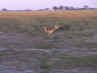 Impala, Botswana by Chris And Monique Fallows Pricing Limited Edition Print image
