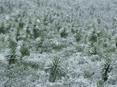 Chihuahua Desert With Snow, Mexico by Patricio Robles Gil Pricing Limited Edition Print image