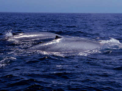 Blue Whales, Surfacing, Usa by David B. Fleetham Pricing Limited Edition Print image