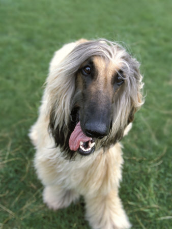 Afghan Hound by Henryk T. Kaiser Pricing Limited Edition Print image