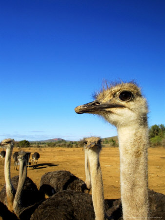 Ostriches, Safari Ostrich Farm, South Africa by Roger De La Harpe Pricing Limited Edition Print image