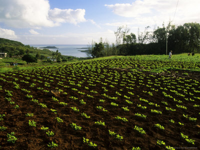 Crops, Baie Topaze, Mauritius by Roger De La Harpe Pricing Limited Edition Print image