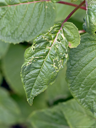 Capsid Bug Damage On Fuchsia by Kidd Geoff Pricing Limited Edition Print image