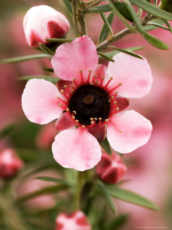 Tea Tree Or Manuka, Leptospermum Scoparium Martini by Geoff Kidd Pricing Limited Edition Print image