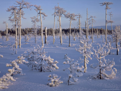 Pine Trees, Covered In Snow, East Finland by Heikki Nikki Pricing Limited Edition Print image