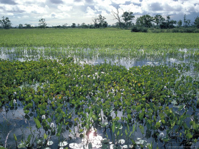 Water Hyacintheichhornia Spwet Area During Rainy Season by M. Wendler Pricing Limited Edition Print image