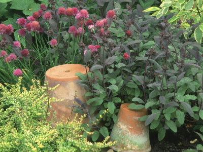 Herb Garden With Plant Pots, Allium And Salvia by Linda Burgess Pricing Limited Edition Print image