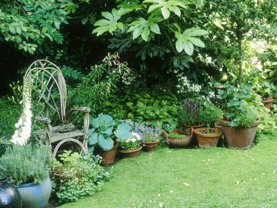 Wicker Arm Chair & Terracotta Containers, Hosta, Santolina, Strawberry, Digitalis by Linda Burgess Pricing Limited Edition Print image