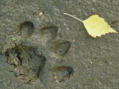 European Lynx, Print Of Male On Mud, Czech Republic by Niall Benvie Pricing Limited Edition Print image