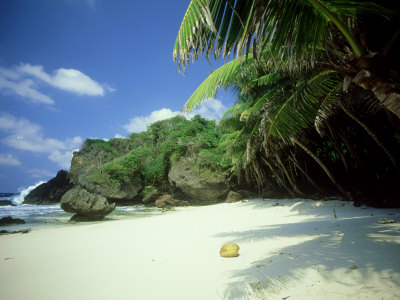 Coconut Grove, Dolly Beach Christmas Island, Indian Ocean by Jan Aldenhoven Pricing Limited Edition Print image