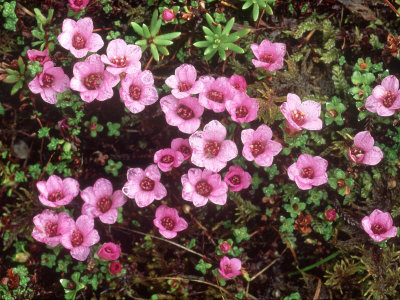 Purple Saxifrage, Glen Clova, Scotland by Niall Benvie Pricing Limited Edition Print image