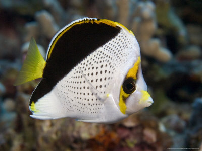 Tinkers Butterflyfish, Hawaii by David B. Fleetham Pricing Limited Edition Print image