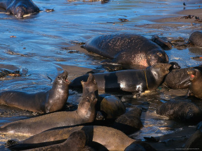 Northern Elephant Seals, California by Harry Walker Pricing Limited Edition Print image
