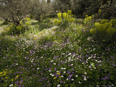 Flowery Olive Grove Terrace In Spring, Mayweed, Peloponnese, Greece by Bob Gibbons Pricing Limited Edition Print image