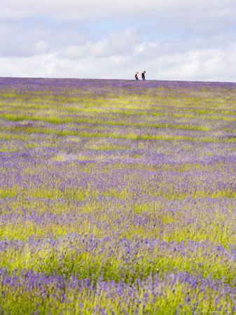 Couple Walking Through Field Of Lavender by Gavin Gough Pricing Limited Edition Print image