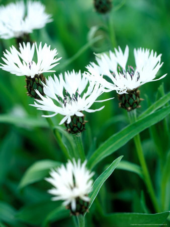 Centaurea Montana (Alba), Close-Up Of Flowers And Foliage by Pernilla Bergdahl Pricing Limited Edition Print image