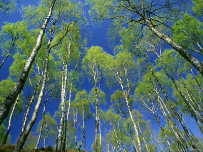 Silver Birch, Trees In Early Spring, Scotland by Mark Hamblin Pricing Limited Edition Print image