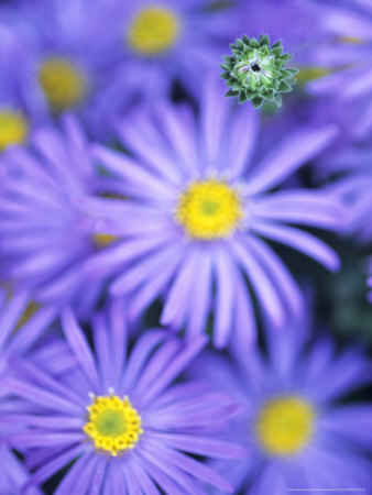 Aster Amellus King George (Michaelmas Daisy) by Hemant Jariwala Pricing Limited Edition Print image