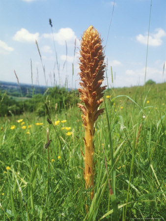 Greater Broomrape, Summer by David Boag Pricing Limited Edition Print image