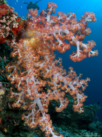 Alcyonarian Coral, With Green Sea Turtle, Malaysia by David B. Fleetham Pricing Limited Edition Print image