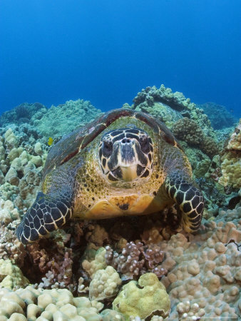 Hawksbill Turtle, Hawaii by David B. Fleetham Pricing Limited Edition Print image