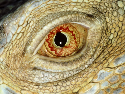 Common (Green) Iguana, Iguana Iguana Male Eye Detail Flor Ida by Brian Kenney Pricing Limited Edition Print image