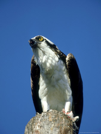 Osprey, Male, Florida by Brian Kenney Pricing Limited Edition Print image