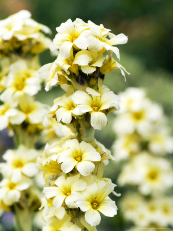 Sisyrinchium Striatum Aunt May by Geoff Kidd Pricing Limited Edition Print image