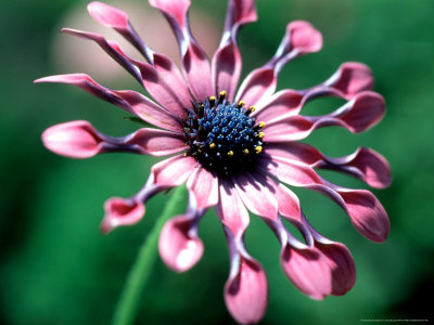 Osteospermum (Pink Swirl), Close-Up Of Flower by Linda Burgess Pricing Limited Edition Print image