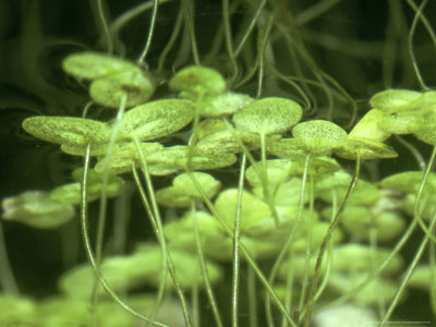 Duckweed, Lemna Minor by Oxford Scientific Pricing Limited Edition Print image