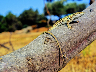 Italian Wall Lizard, Adult Male, Italy by Emanuele Biggi Pricing Limited Edition Print image