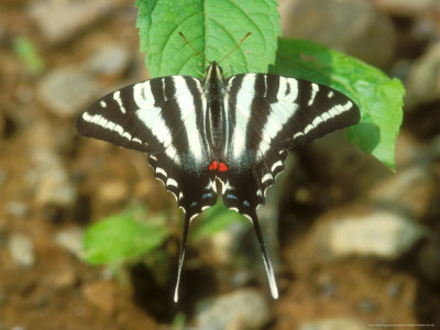 Zebra Swallowtail, Resting, Massachusetts by David Boag Pricing Limited Edition Print image