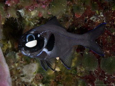 Flashlightfish, Indonesia by David B. Fleetham Pricing Limited Edition Print image