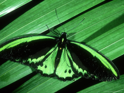 Cairns Birdwing, Kuranda State Forest, Australia by Michael Fogden Pricing Limited Edition Print image