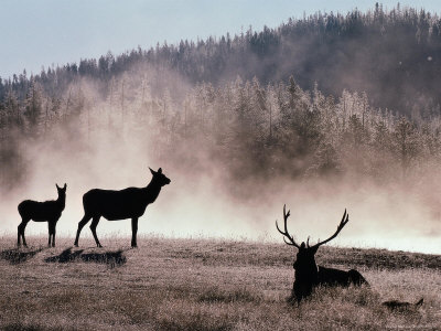 Bull, Elk & Cows In Fog by Bonnie Lange Pricing Limited Edition Print image