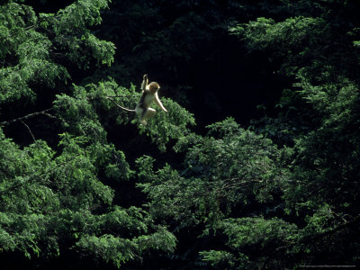 Golden Snub-Nosed Monkey, Leaping, China by Patricio Robles Gil Pricing Limited Edition Print image