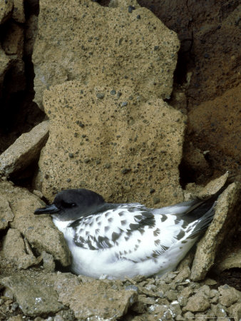 Cape Petrel, Seabird, Antarctic Ocean by Patricio Robles Gil Pricing Limited Edition Print image