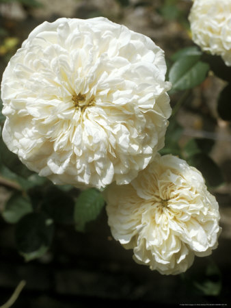 Rosa Sombreuil (Climbing Tea Rose), White Flower by David Askham Pricing Limited Edition Print image