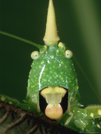 Cone-Headed Katydidrainforest, Costa Rica by Brian Kenney Pricing Limited Edition Print image