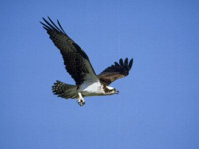 Osprey, Female In Flight, Florida by Brian Kenney Pricing Limited Edition Print image