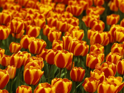 Field Of Red & Yellow Tulips by Rex Butcher Pricing Limited Edition Print image