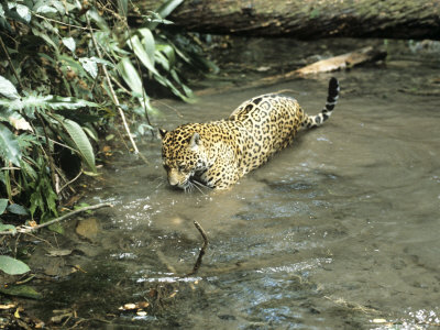 Jaguar, Belize, C.America by Partirdge Films Ltd. Pricing Limited Edition Print image