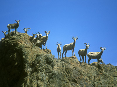 Bighorn Sheep, Looking Over Ridge, Nevada by David Boag Pricing Limited Edition Print image