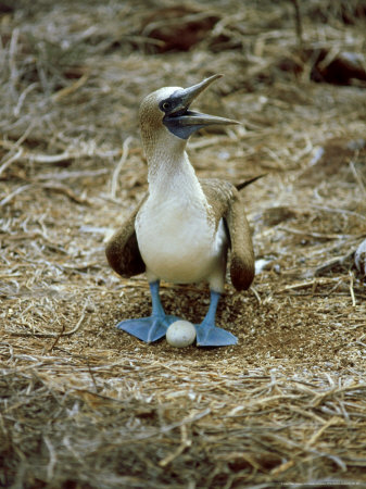 Blue-Footed Booby, With Egg, Galapagos Islands by Gustav Verderber Pricing Limited Edition Print image