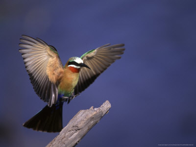 Whitefronted Bee-Eater, Landing On Perch, Botswana by Chris And Monique Fallows Pricing Limited Edition Print image