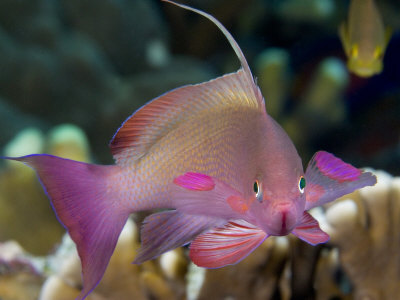 Indonesian Lyre-Tail Anthias, Indonesia by David B. Fleetham Pricing Limited Edition Print image