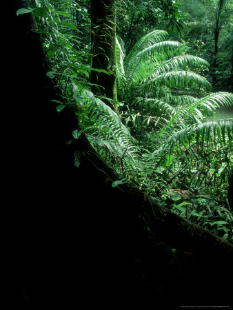 Tropical Trees, Panama by Patricio Robles Gil Pricing Limited Edition Print image