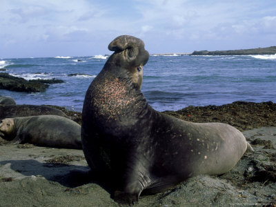 Northern Elephant Seal, Male, Mexico by Patricio Robles Gil Pricing Limited Edition Print image