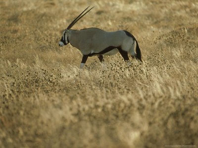 Gemsbok, Walking, Botswana by Patricio Robles Gil Pricing Limited Edition Print image