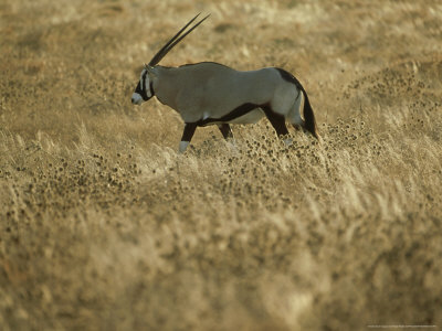 Gemsbok, Walking, Botswana by Patricio Robles Gil Pricing Limited Edition Print image
